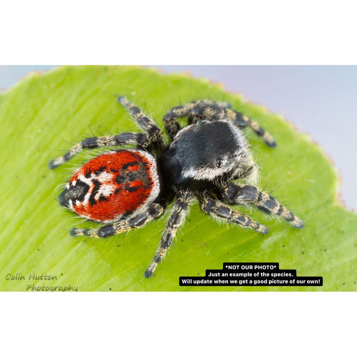 Tyrell's Tufted Jumping Spider (Phidippus tyrrelli)