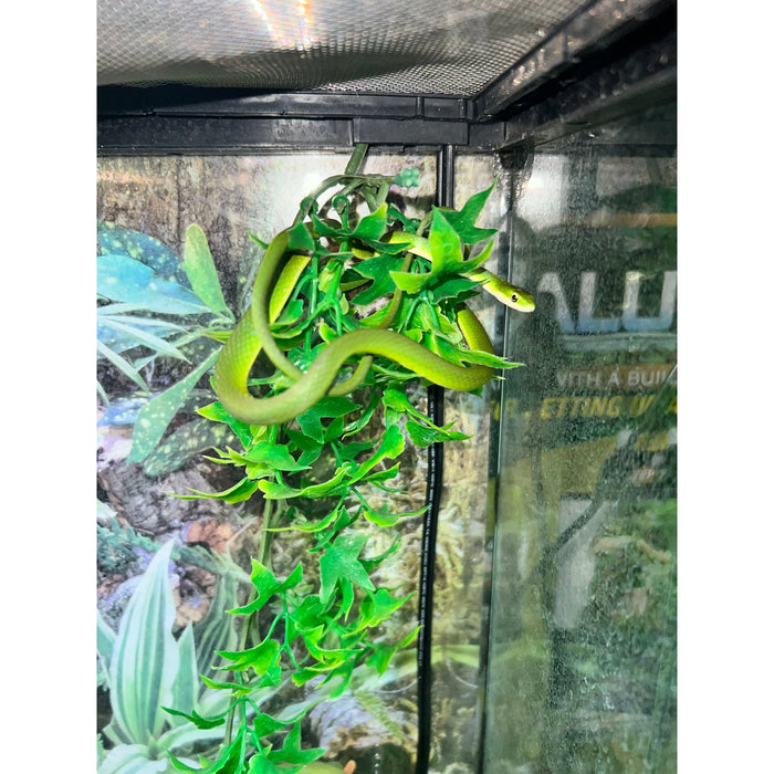 Rough Green Snakes