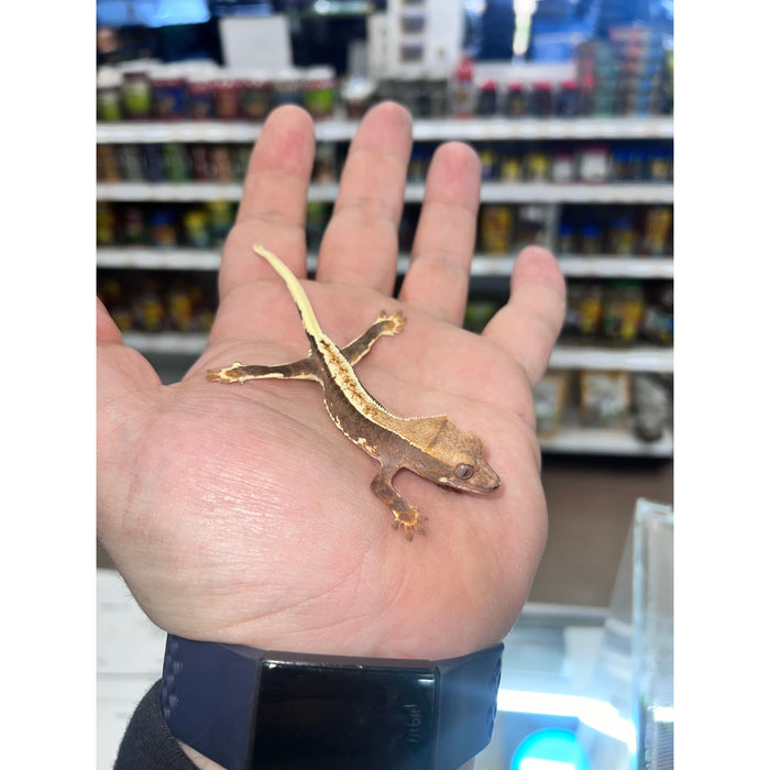 Crested Gecko (Lilly White)