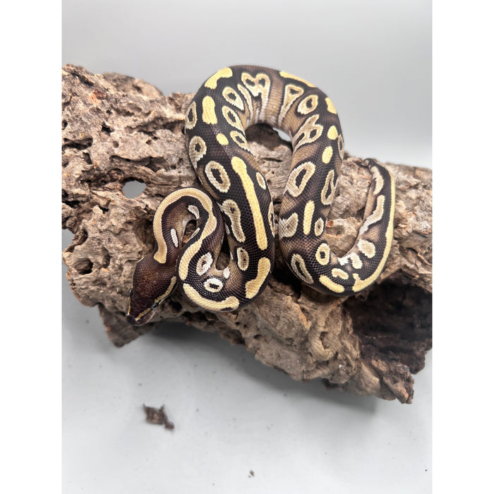 Mojave Ball Python (BABY)