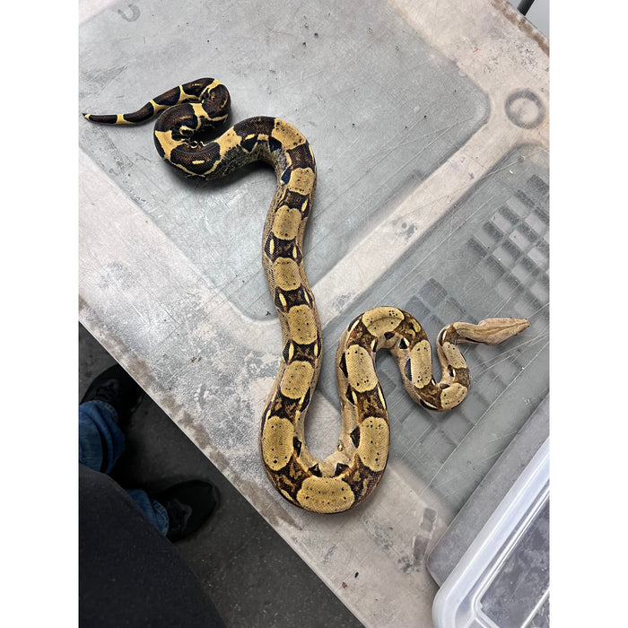 Colombian Red Tailed Boa (Boa constrictor imperator)