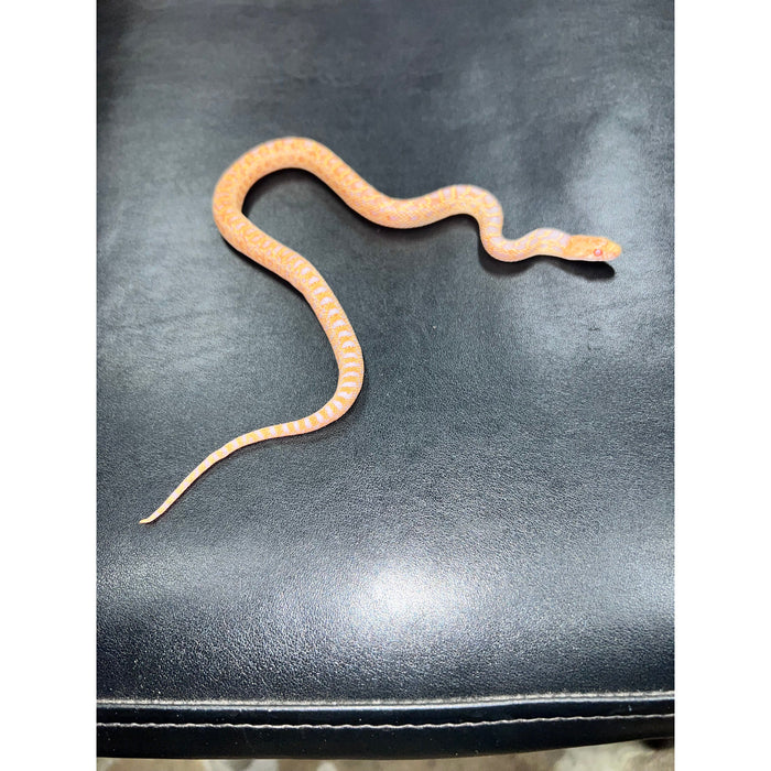 Albino San Diego Gopher Snake (Pituophis melanoleucus catenifer)