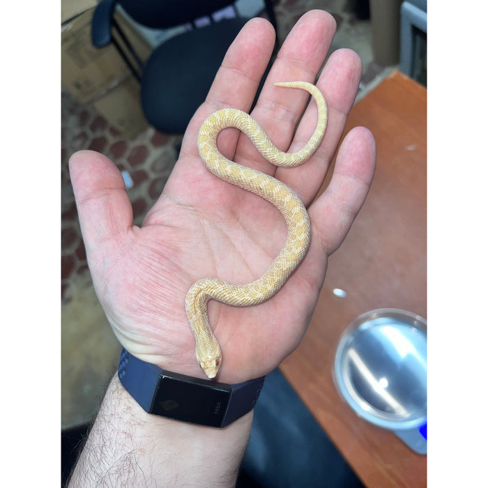 Western Hognose Snake (Albino Toffee Belly) (Heterodon nasicus)