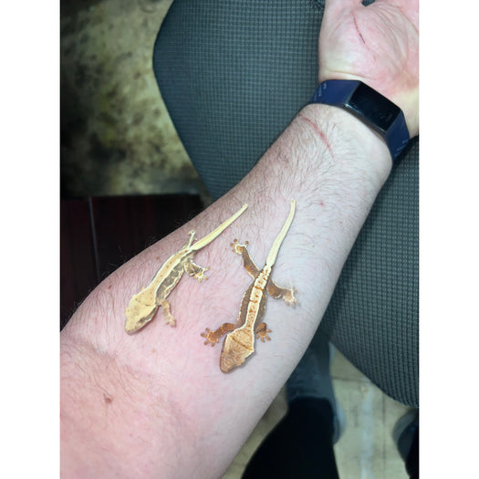 Crested Gecko (Lilly White)