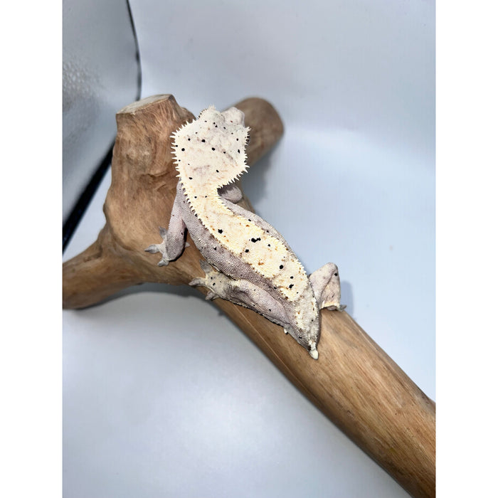 Crested Gecko (Pink & Yellow Dalmatian)