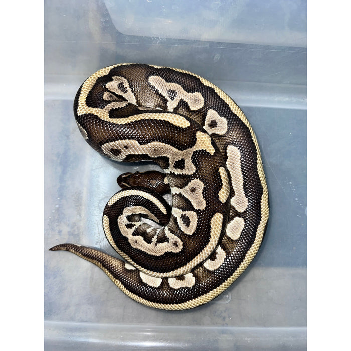 Leopard Mojave Ball Python