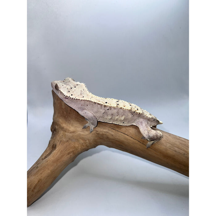 Crested Gecko (Pink & Yellow Dalmatian)