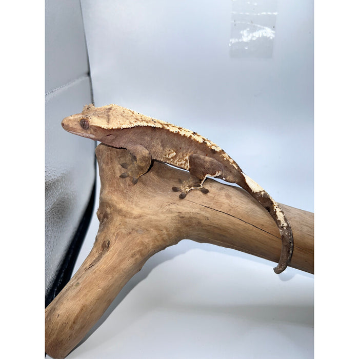 Crested Gecko (Red Dalmatian)