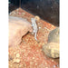Scorpion Tailed Gecko (Pristurus carteri):Jungle Bob's Reptile World