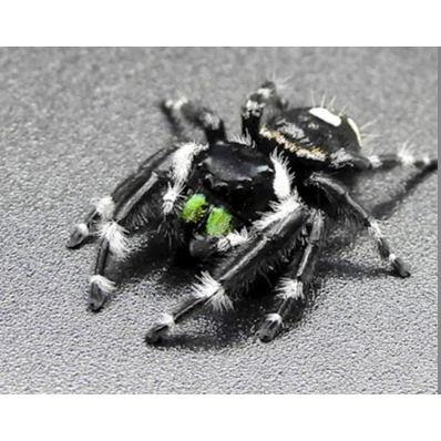 Big Bend Bold Jumping Spider (Phidippus audux)