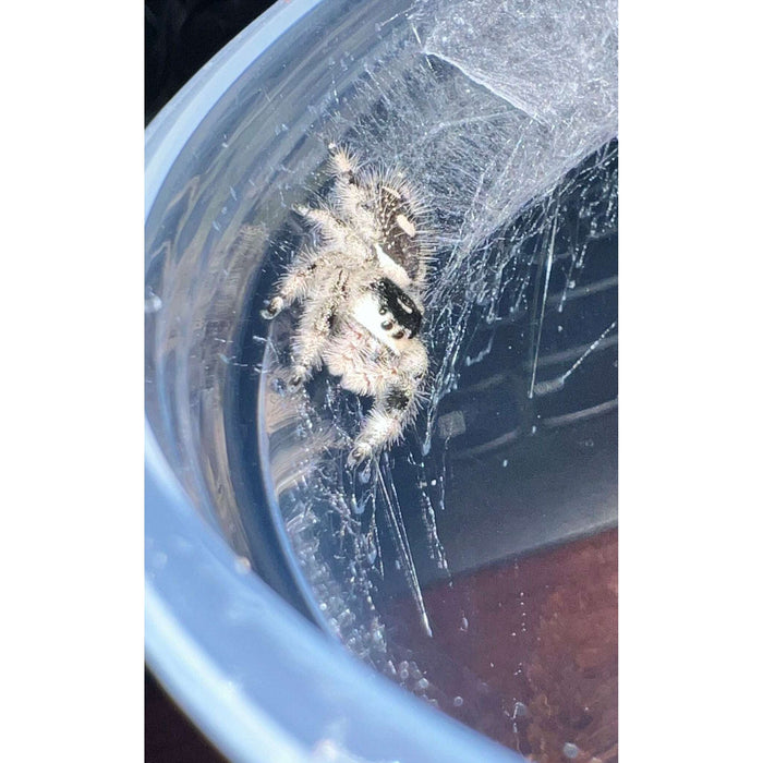 White Apalachicola Regal Jumping Spider:Jungle Bob's Reptile World