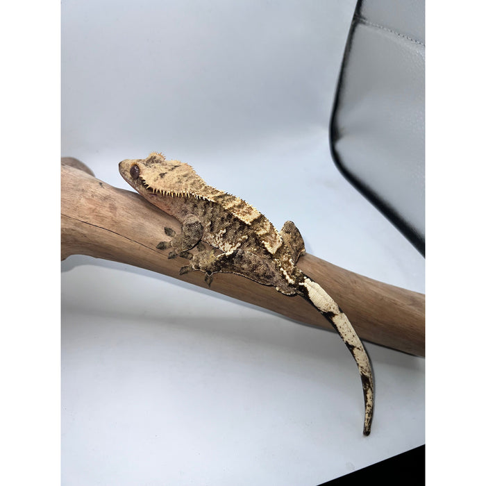 Crested Gecko (Tri-Color)