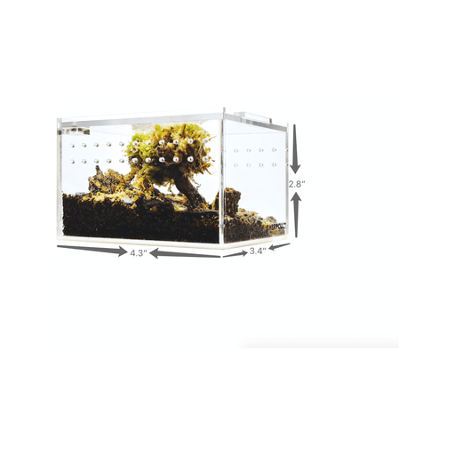 YKL09 HerpCult Acrylic Terrarium Enclosure with Magnetic Lid for Reptiles Mini Flat (4.3in x 3.4in x 2.8in):Jungle Bob's Reptile World