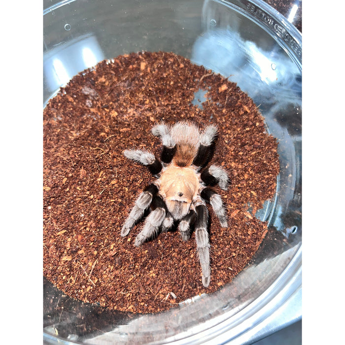 Texas Tan (Aphonopelma anax) (Female)