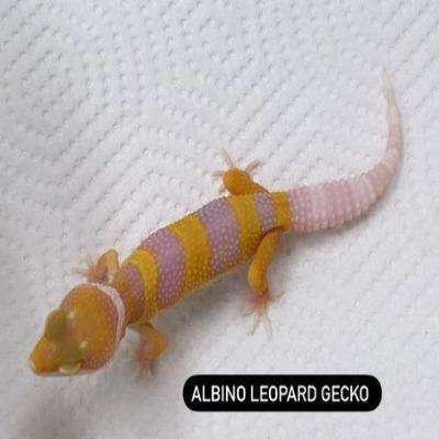 Albino Leopard Gecko (Baby):Jungle Bob's Reptile World