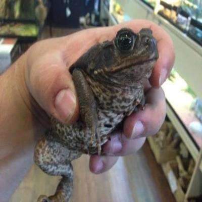 Cane/Marine Toad (Bufo marinus):Jungle Bob's Reptile World