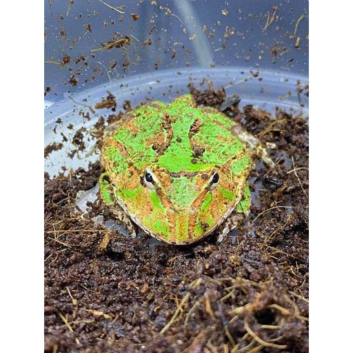 Fantasy Pac Man Frog (Ceratophrys cranwelli x ornata cross):Jungle Bob's Reptile World
