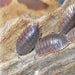 Giant Canyon Isopods (Porcellio dilatatus):Jungle Bob's Reptile World