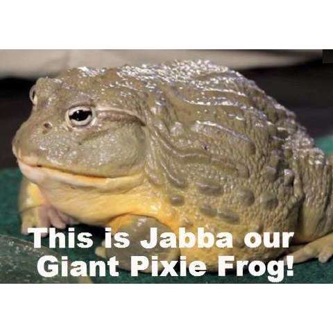 Giant Pixie Frog BABY (Pyxicephalus adspersus):Jungle Bob's Reptile World