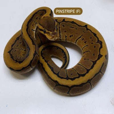 Pinstripe Ball Python:Jungle Bob's Reptile World