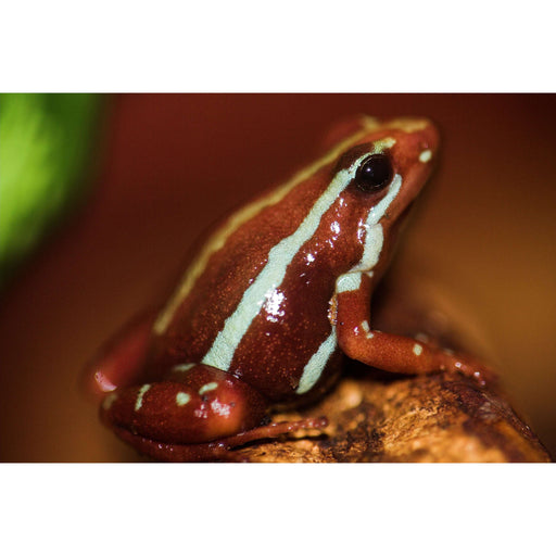 Santa Isabella Phantasmal Dart Frogs (E. anthonyi):Jungle Bob's Reptile World