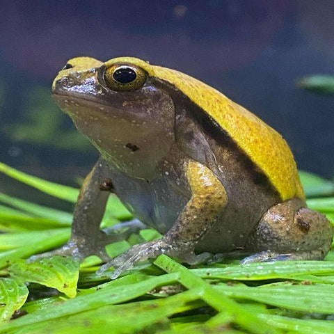 Tomato Frog (Baby) (Dyscophus guineti):Jungle Bob's Reptile World
