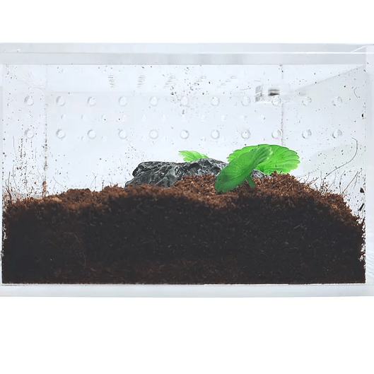 YKL 09 Herp Cult Acrylic Terrarium Enclosure with Magnetic Lid for Reptiles Mini Flat (4.3in x 3.4in x 2.8in):Jungle Bob's Reptile World