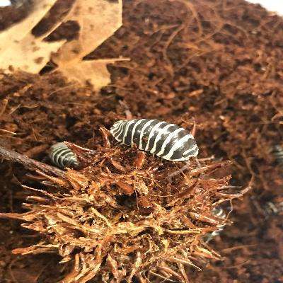 Zebra Isopods (Armadillidium maculatum):Jungle Bob's Reptile World