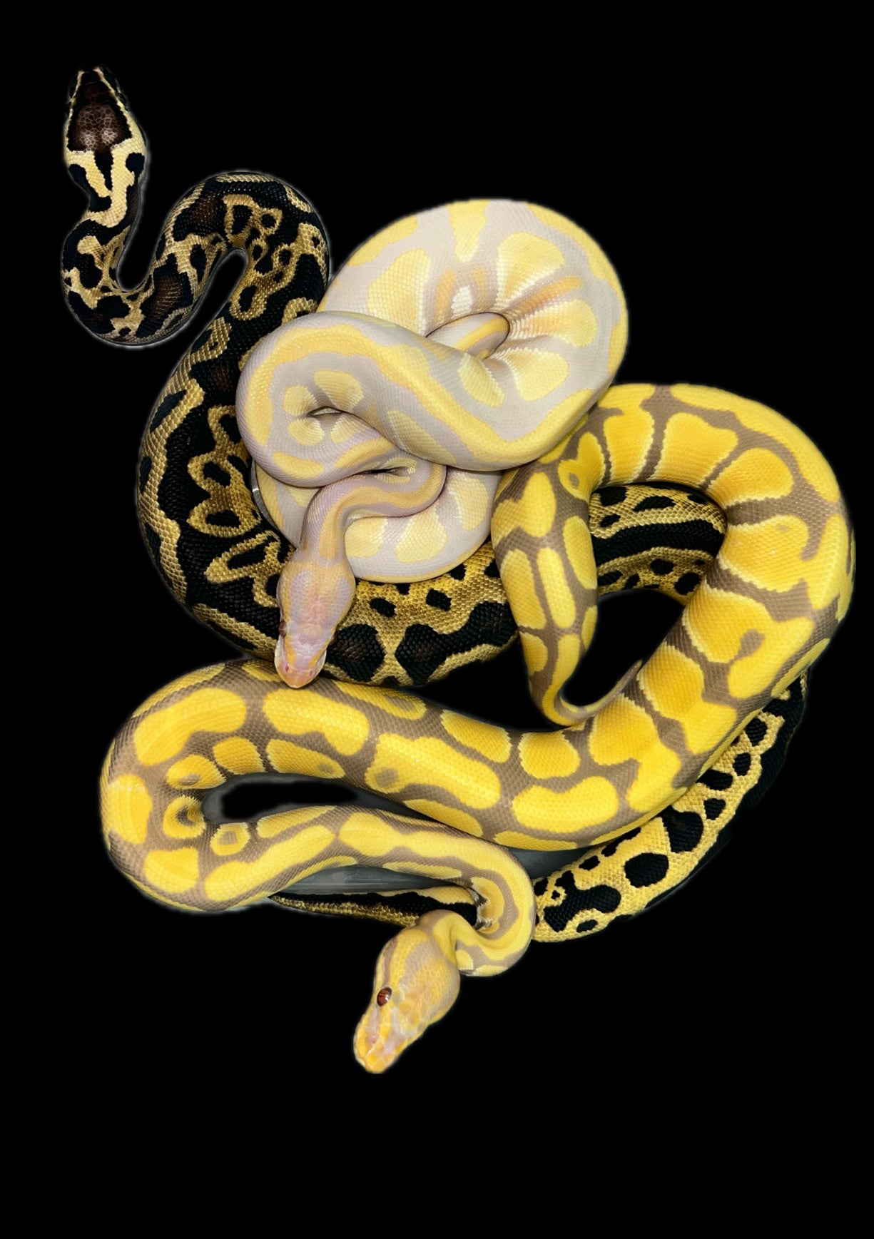ball python snakes 