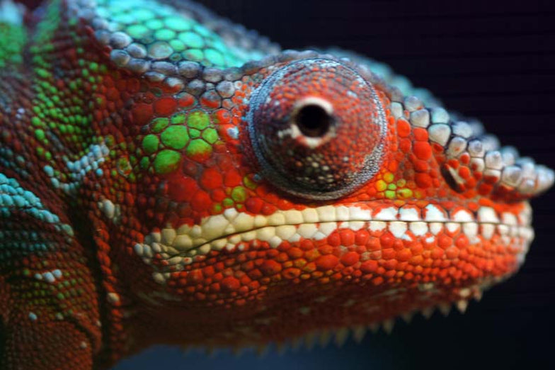 Lizards for Sale — Jungle Bobs Reptile World