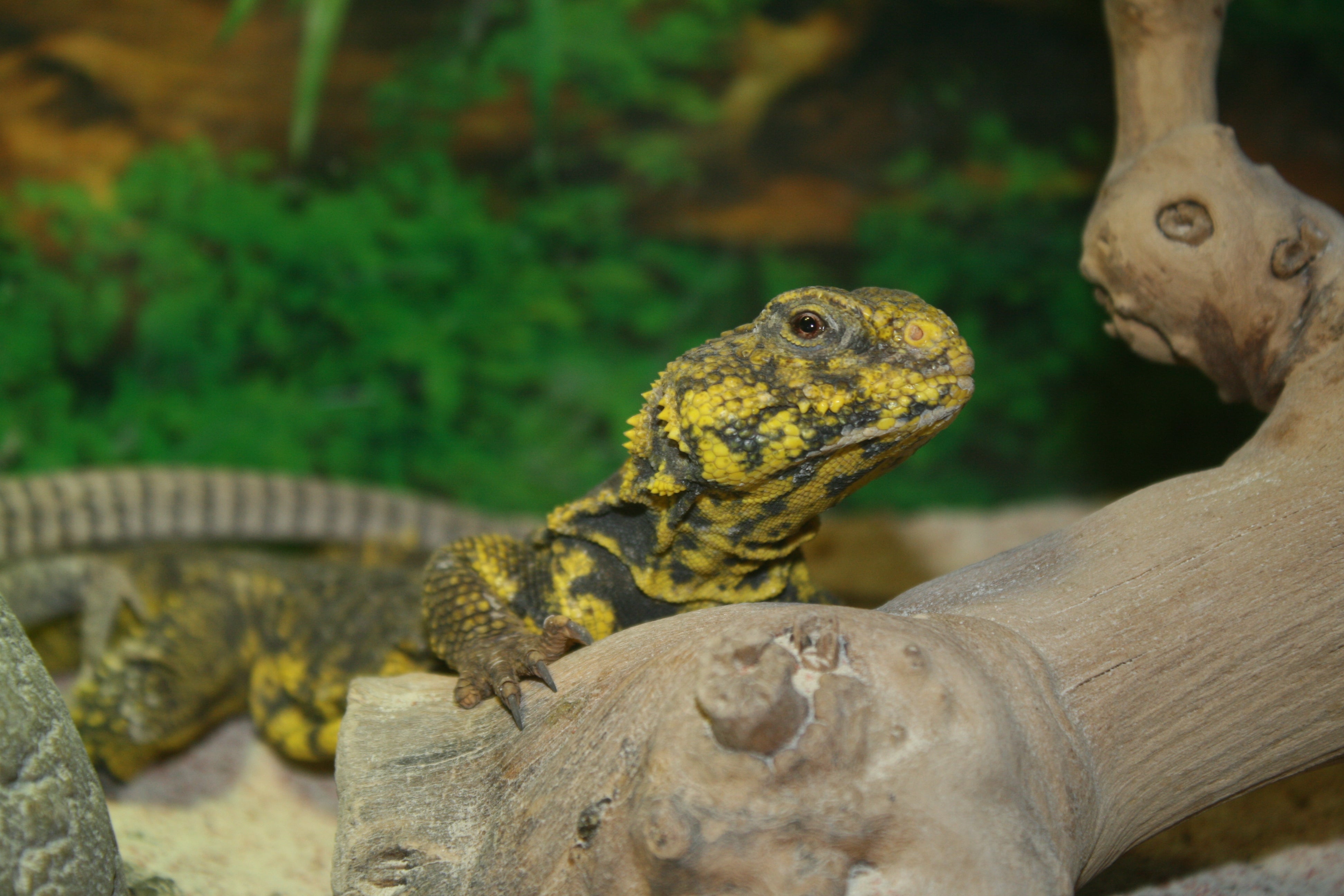 Lizards for Sale — Jungle Bobs Reptile World