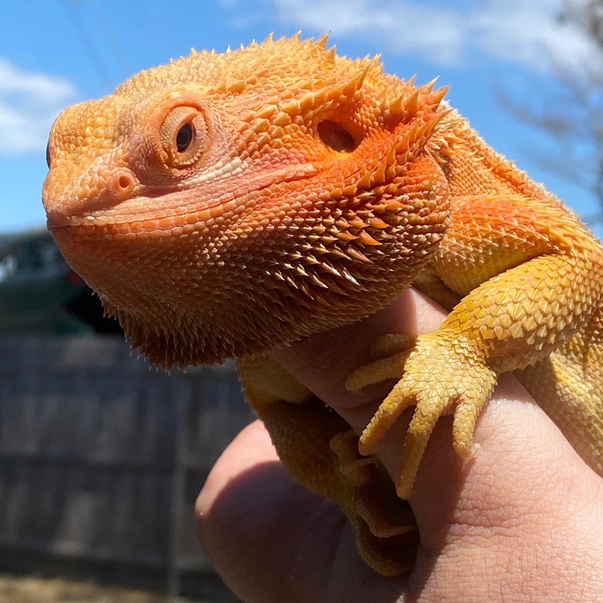 Lizards for Sale — Jungle Bobs Reptile World