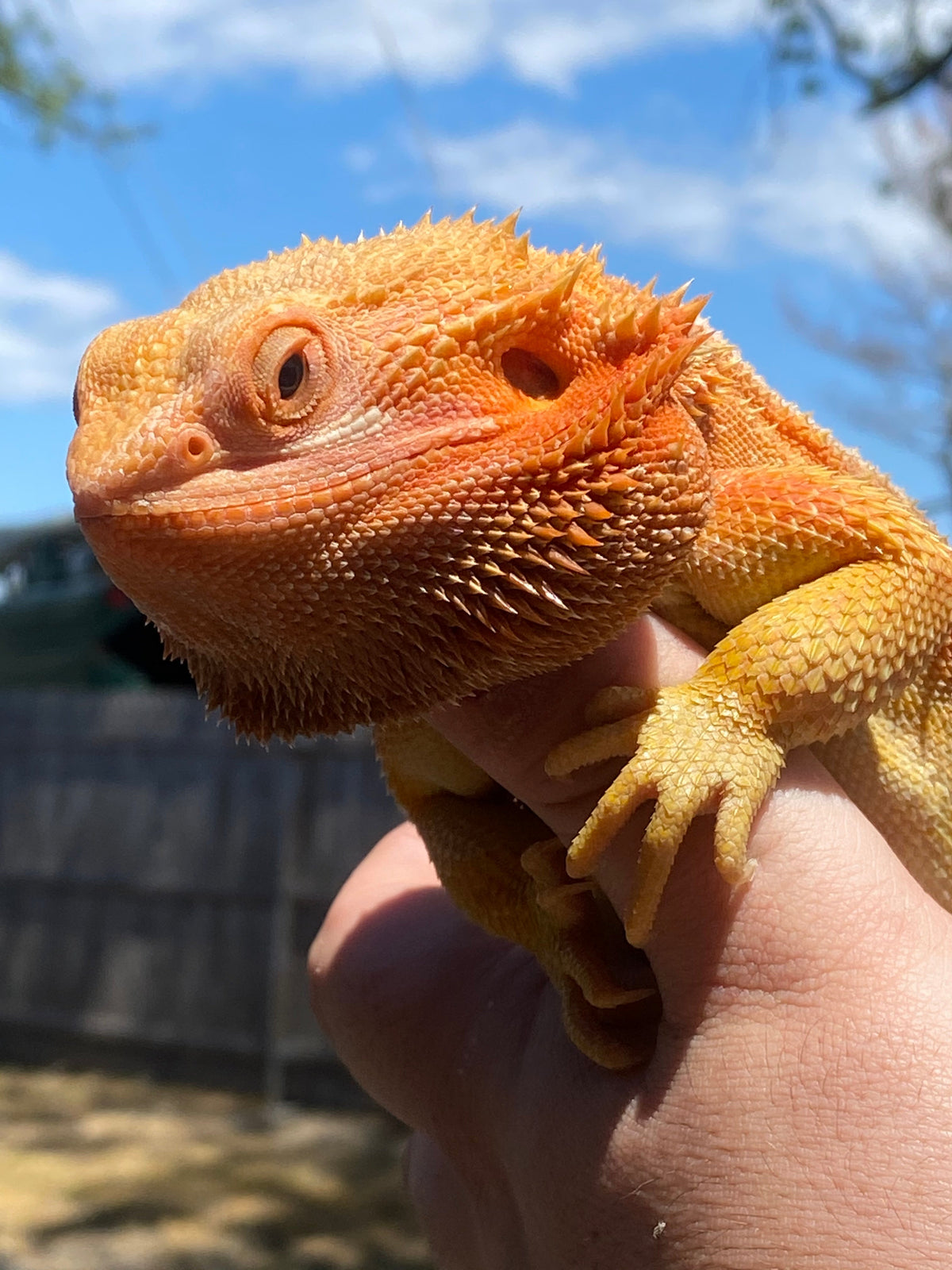 Lizards for Sale — Jungle Bobs Reptile World