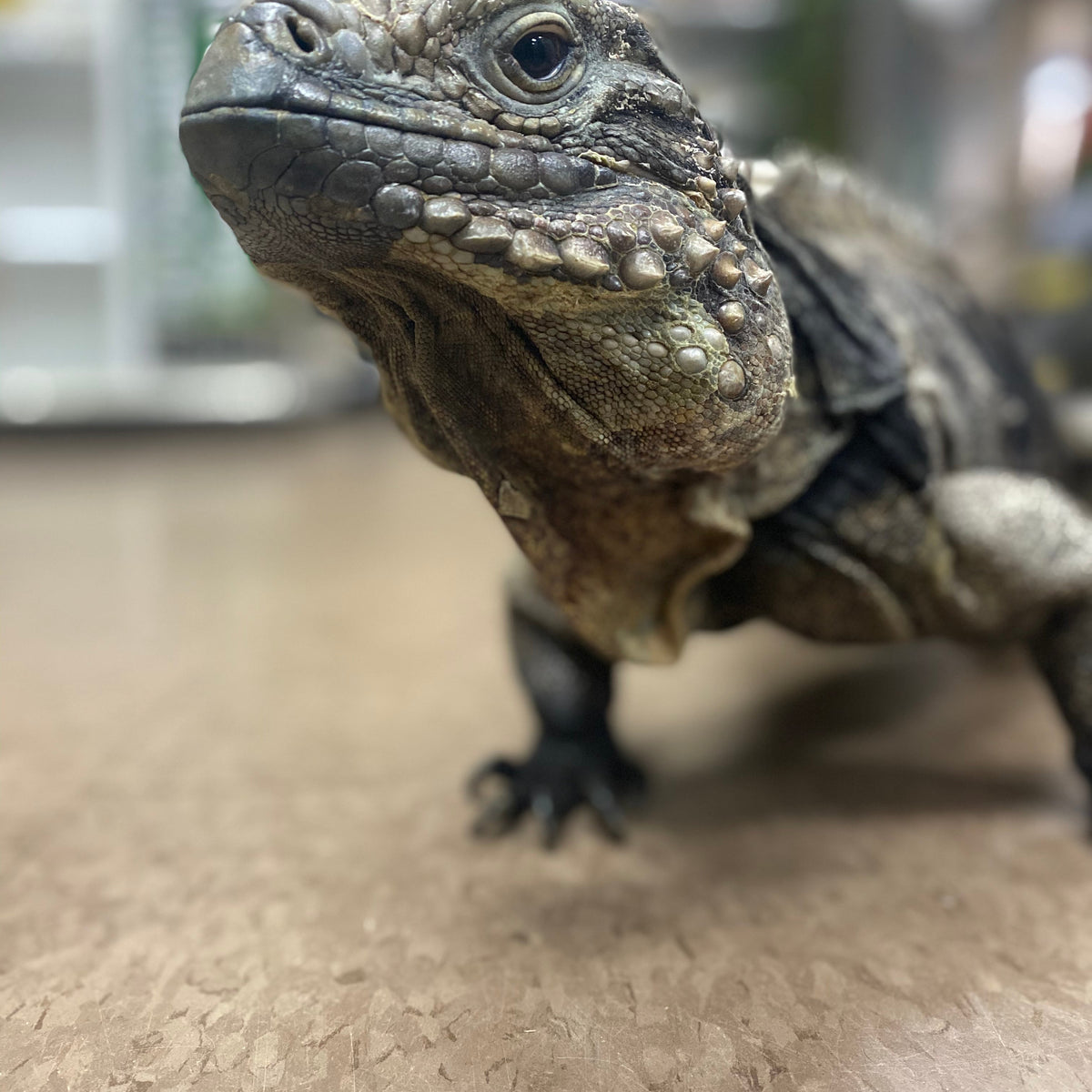 All Animals for Sale — Jungle Bobs Reptile World