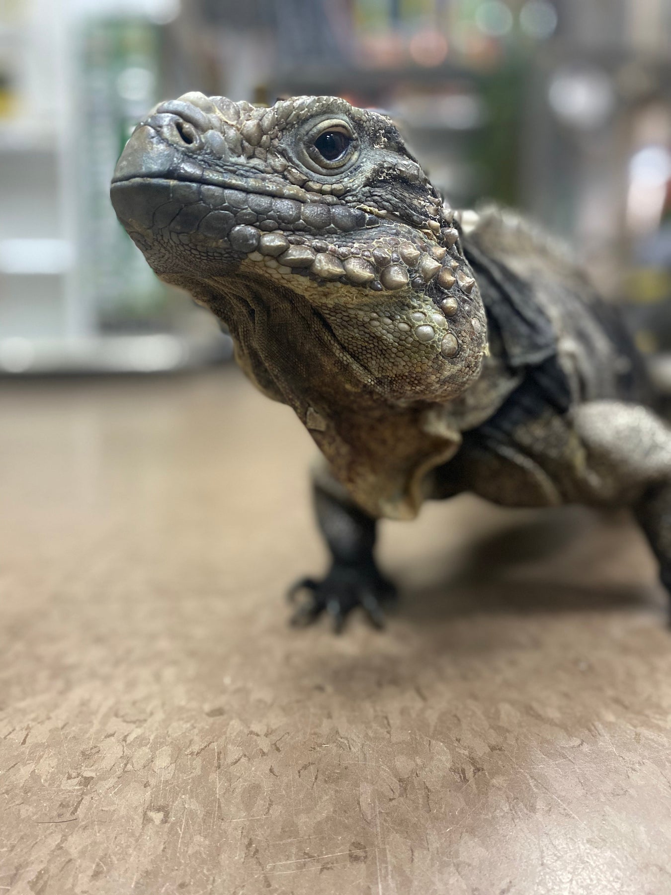 All Animals for Sale