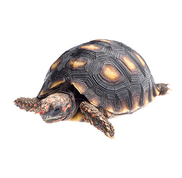 All Turtles and Tortoises