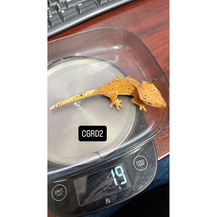 Crested Gecko (Red Dalmatian) (Juvenile) (CGRD2)