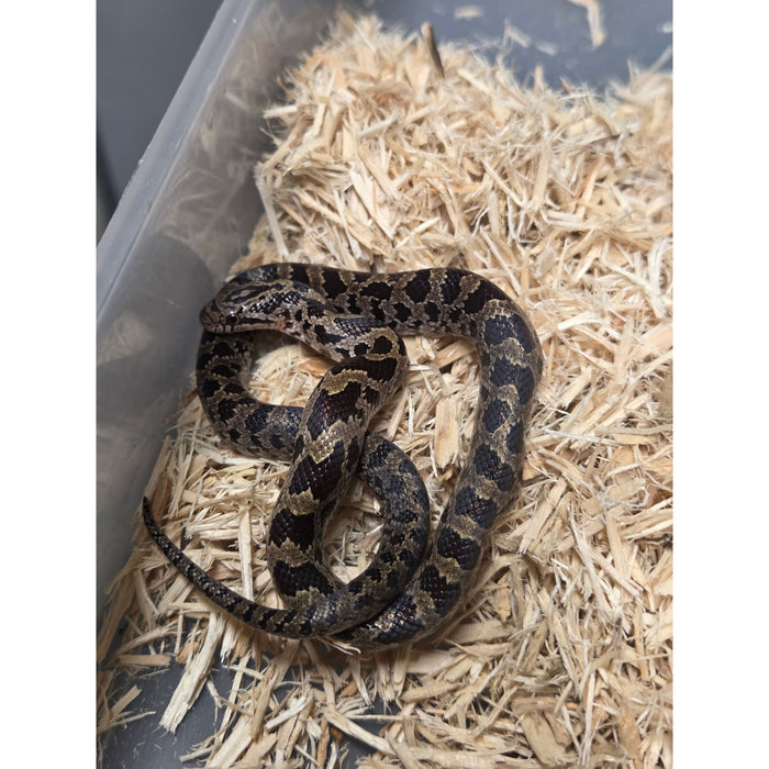 Prairie Kingsnake
