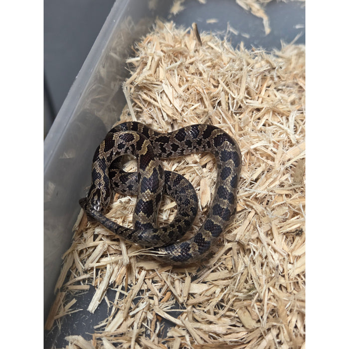 Prairie Kingsnake