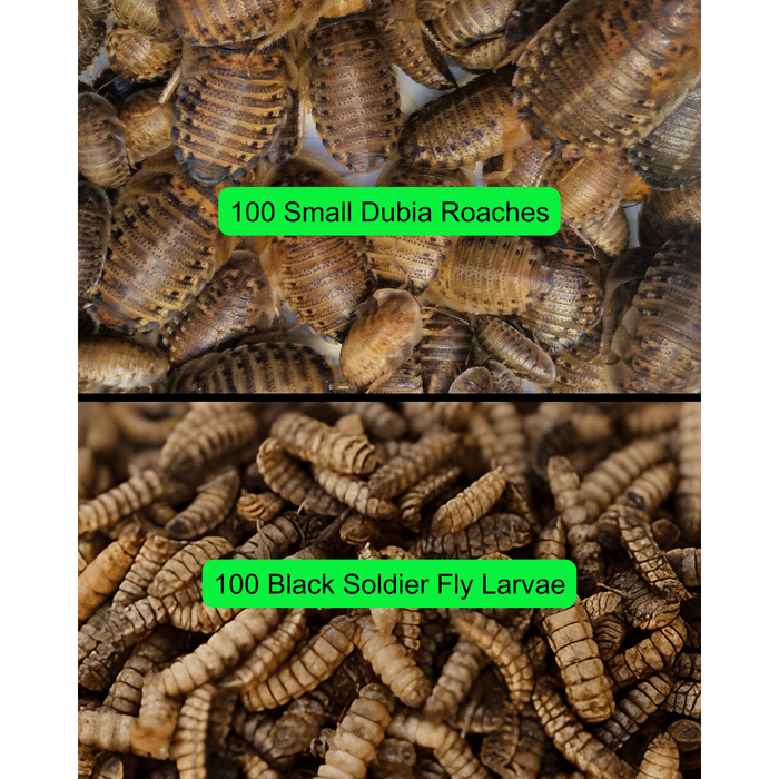Baby Beardie Feeder Insect Bundle