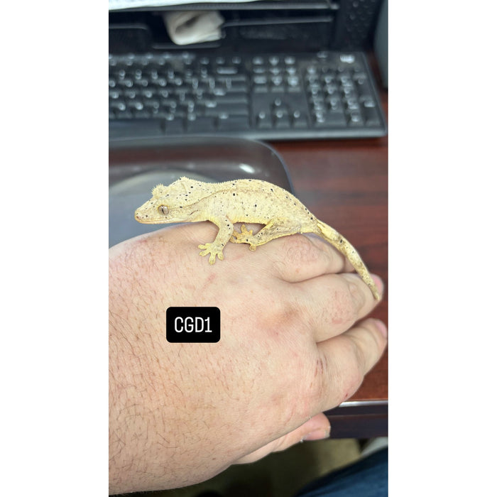 Crested Gecko (Dalmatian) (Juvenile) (CGD1)