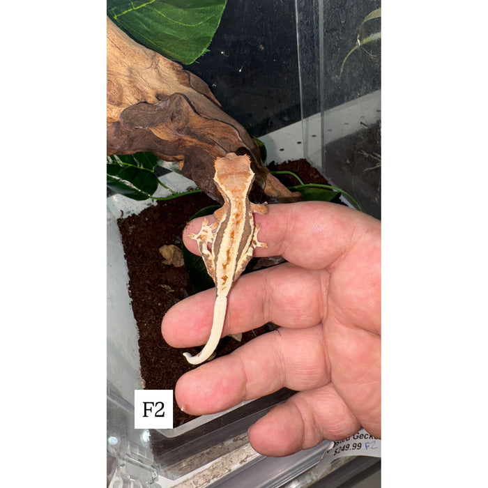 Frappuccino Crested Gecko (F2)