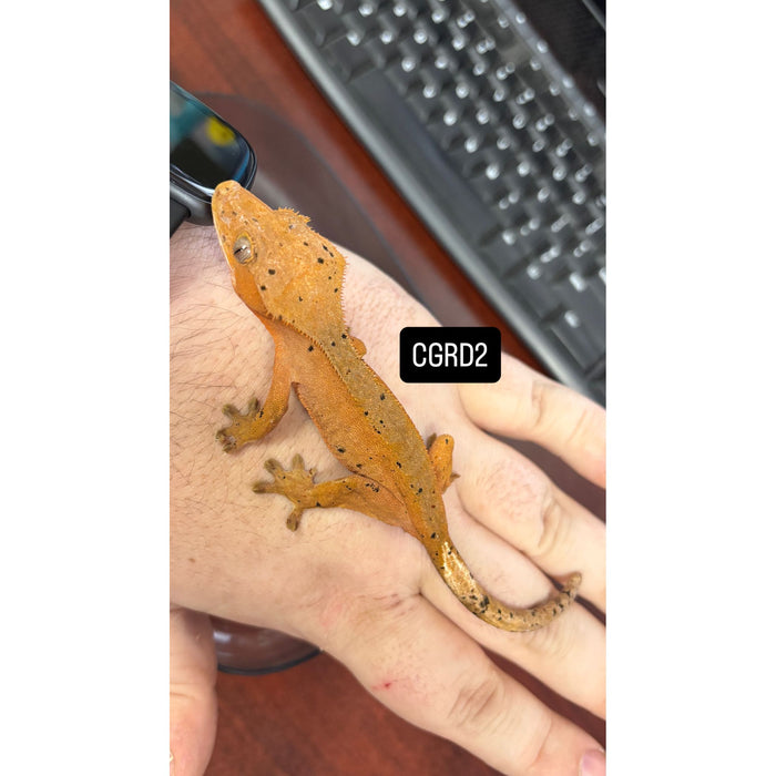 Crested Gecko (Red Dalmatian) (Juvenile) (CGRD2)
