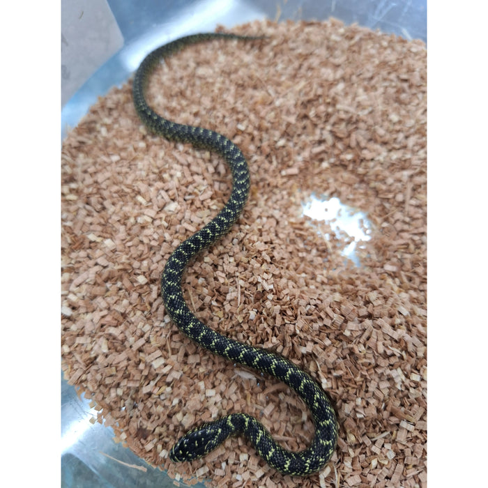 Speckled Kingsnake (Lampropeltis holbrooki)