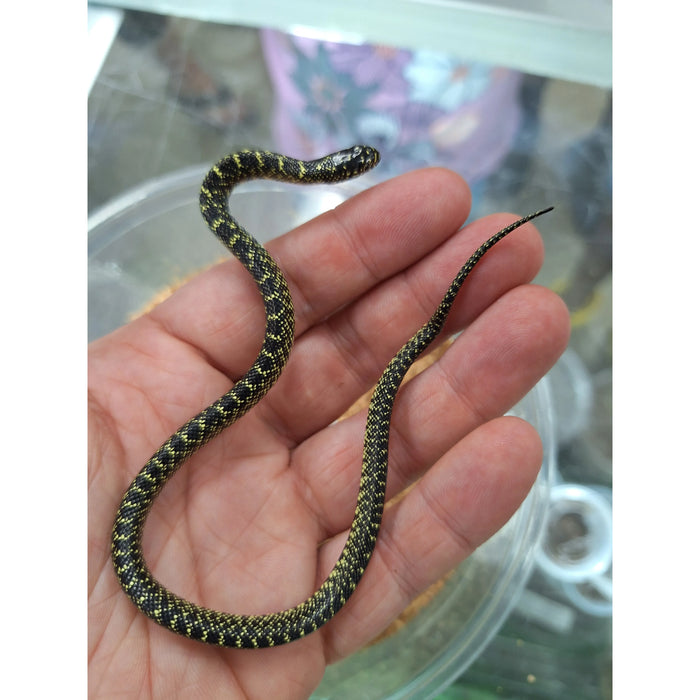 Speckled Kingsnake (Lampropeltis holbrooki)