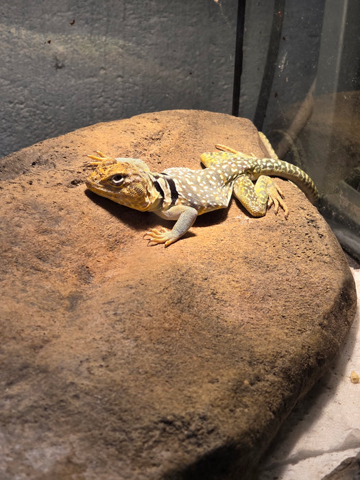 Eastern Collared Lizard