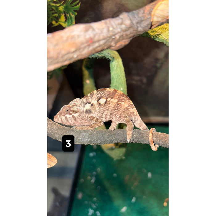 Panther Chameleon (Baby) (Furcifer pardalis)