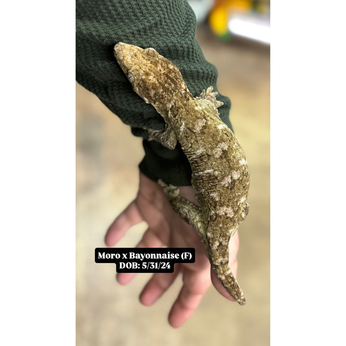 Leachianus Gecko (Moro X Bayonnaise) (Adult)