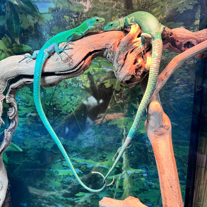 African Green Keel Bellied Lizards (Gastropholis prasina) (1.1 pair)