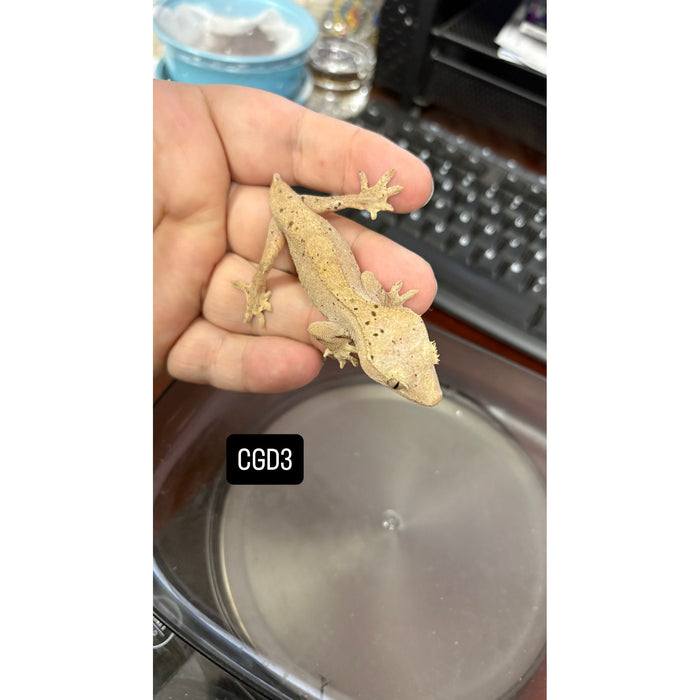 Crested Gecko (Dalmatian) (Juvenile) (CGD3)